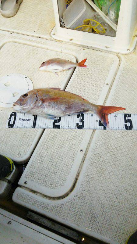 マリンガイド福丸 釣果