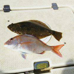 マリンガイド福丸 釣果