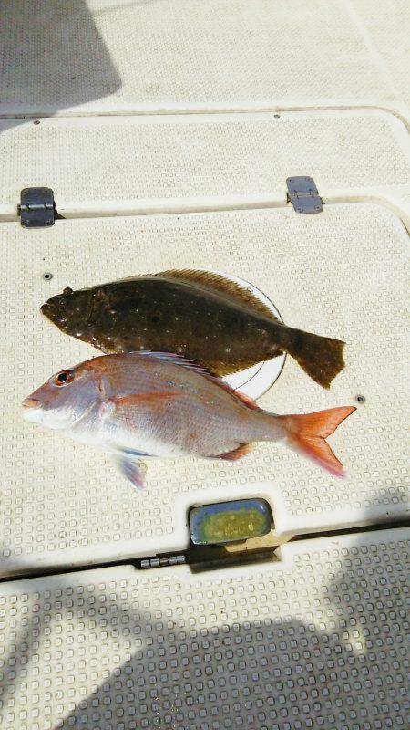 マリンガイド福丸 釣果