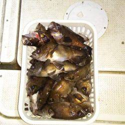 マリンガイド福丸 釣果