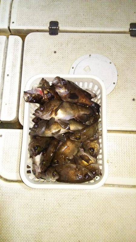 マリンガイド福丸 釣果