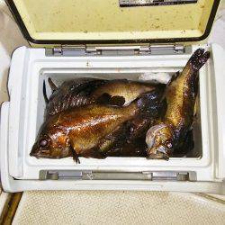 マリンガイド福丸 釣果