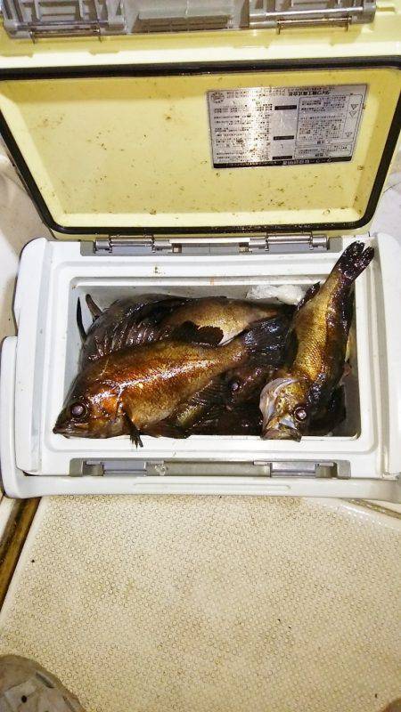 マリンガイド福丸 釣果