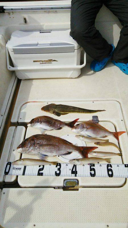 マリンガイド福丸 釣果