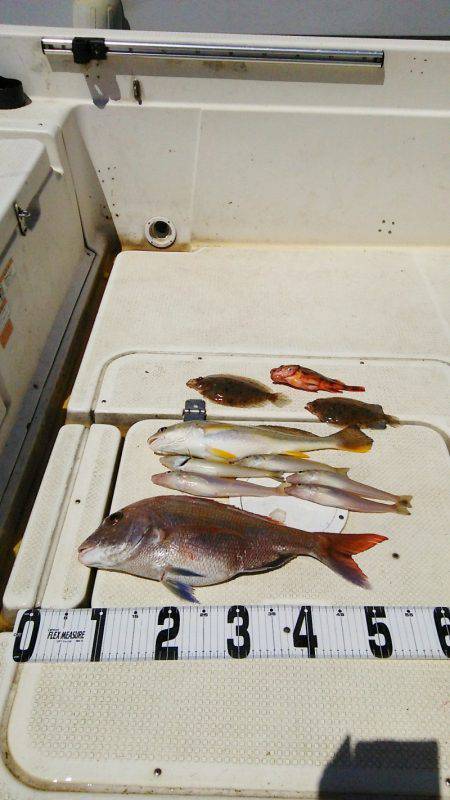 マリンガイド福丸 釣果