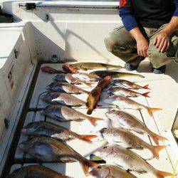 マリンガイド福丸 釣果