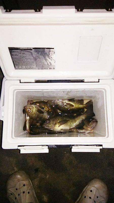 マリンガイド福丸 釣果