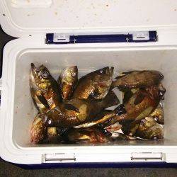 マリンガイド福丸 釣果