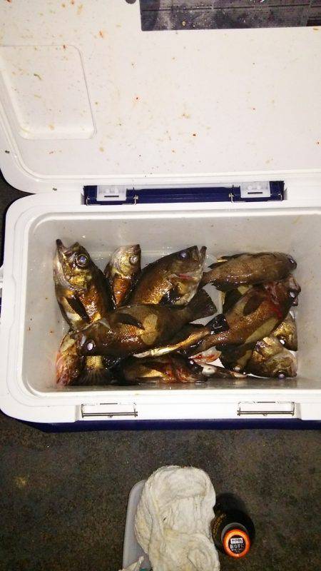 マリンガイド福丸 釣果