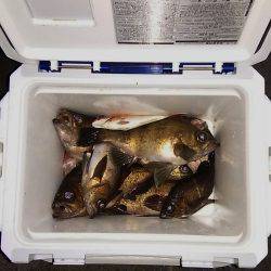 マリンガイド福丸 釣果