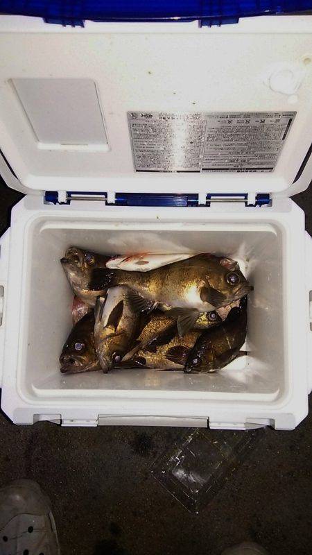 マリンガイド福丸 釣果