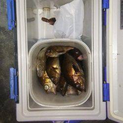 マリンガイド福丸 釣果