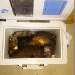 マリンガイド福丸 釣果