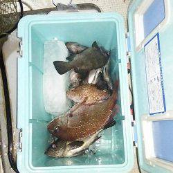 マリンガイド福丸 釣果