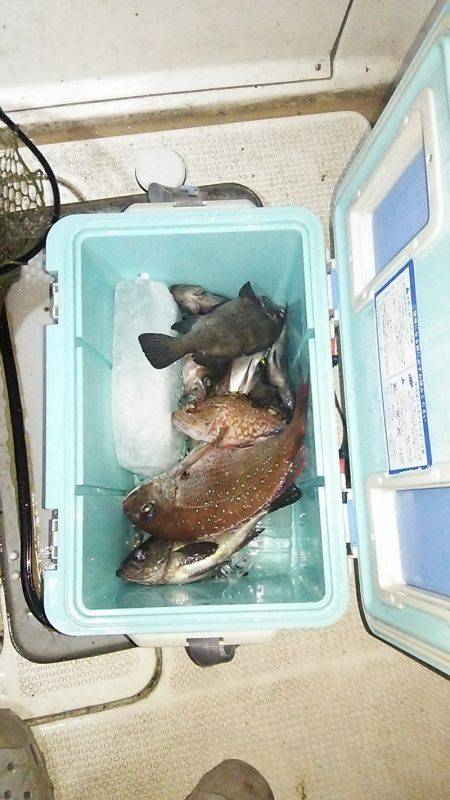 マリンガイド福丸 釣果