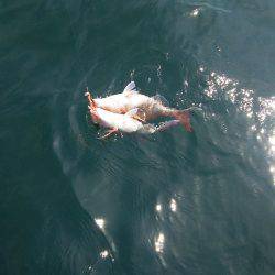 マリンガイド福丸 釣果