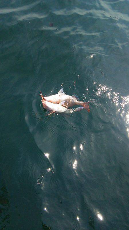 マリンガイド福丸 釣果