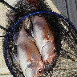 マリンガイド福丸 釣果