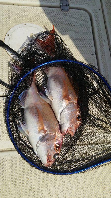 マリンガイド福丸 釣果