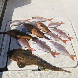 マリンガイド福丸 釣果