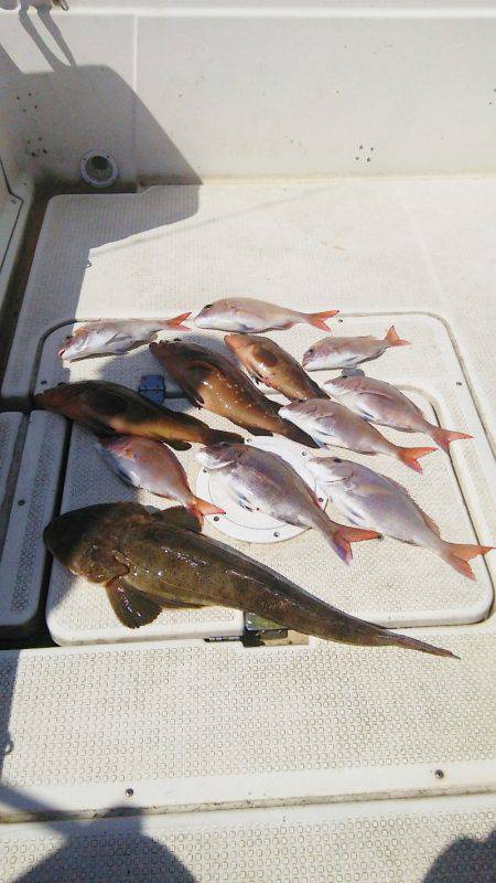 マリンガイド福丸 釣果