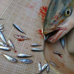 まるいち丸 ZERO-1 釣果