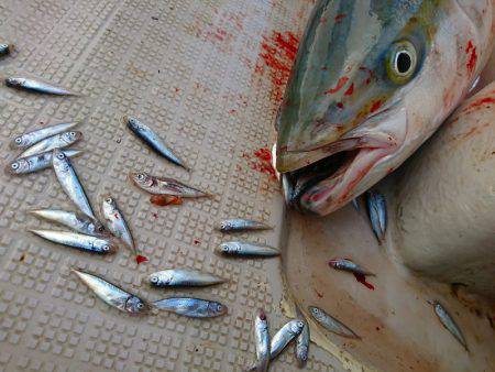 まるいち丸 ZERO-1 釣果