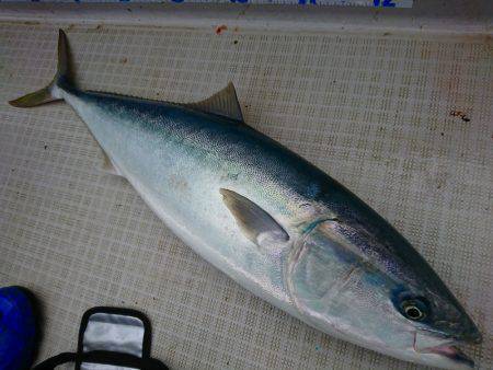 まるいち丸 ZERO-1 釣果