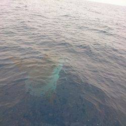 まるいち丸 ZERO-1 釣果