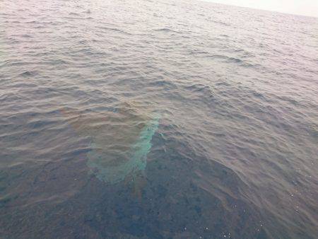 まるいち丸 ZERO-1 釣果