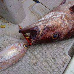 まるいち丸 ZERO-1 釣果