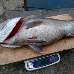 まるいち丸 ZERO-1 釣果