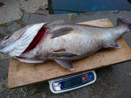 まるいち丸 ZERO-1 釣果