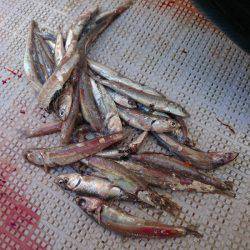 まるいち丸 ZERO-1 釣果