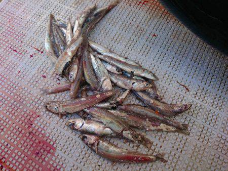 まるいち丸 ZERO-1 釣果