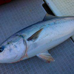 まるいち丸 ZERO-1 釣果