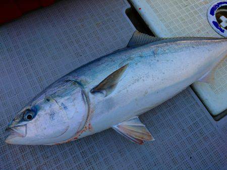 まるいち丸 ZERO-1 釣果