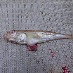 まるいち丸 ZERO-1 釣果