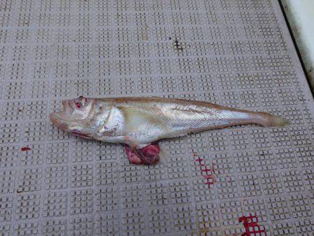 まるいち丸 ZERO-1 釣果