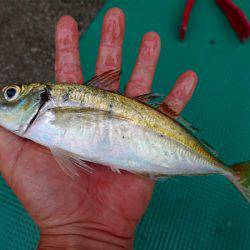 まるいち丸 ZERO-1 釣果