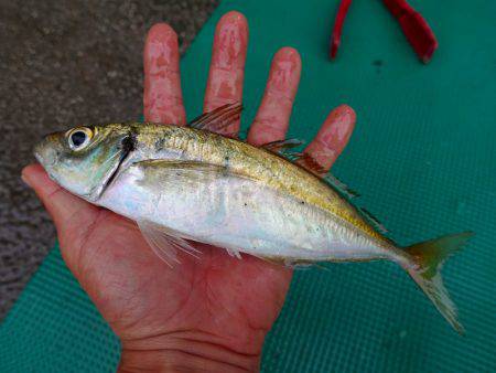 まるいち丸 ZERO-1 釣果