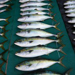 まるいち丸 ZERO-1 釣果