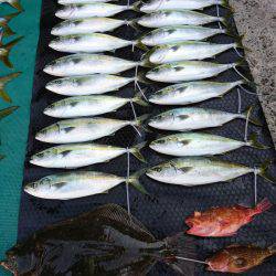 まるいち丸 ZERO-1 釣果