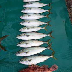 まるいち丸 ZERO-1 釣果