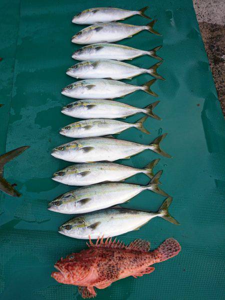 まるいち丸 ZERO-1 釣果