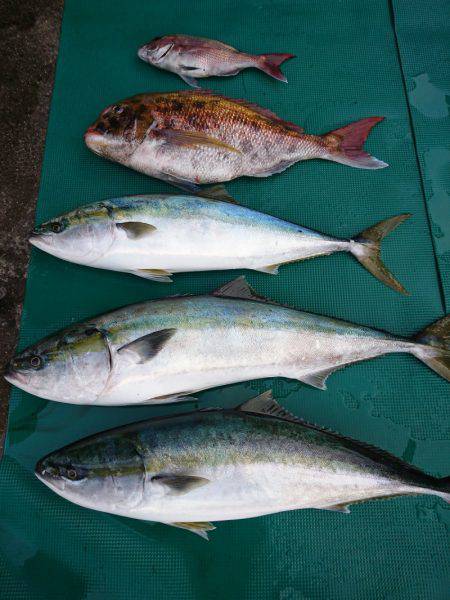 まるいち丸 ZERO-1 釣果