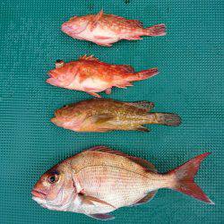 まるいち丸 ZERO-1 釣果