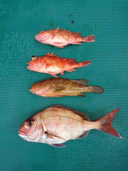 まるいち丸 ZERO-1 釣果