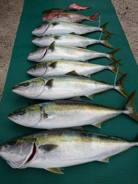 まるいち丸 ZERO-1 釣果