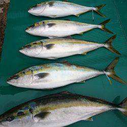 まるいち丸 ZERO-1 釣果